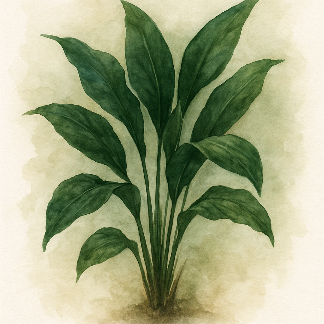 Cast Iron Plant