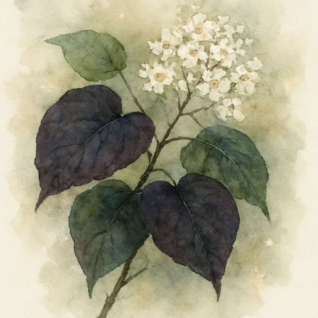 Catalpa erubescens 'Purpurea' Tree
