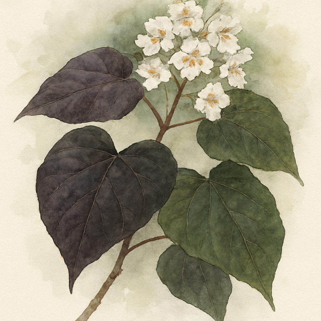 Catalpa erubescens ‘Purpurea’