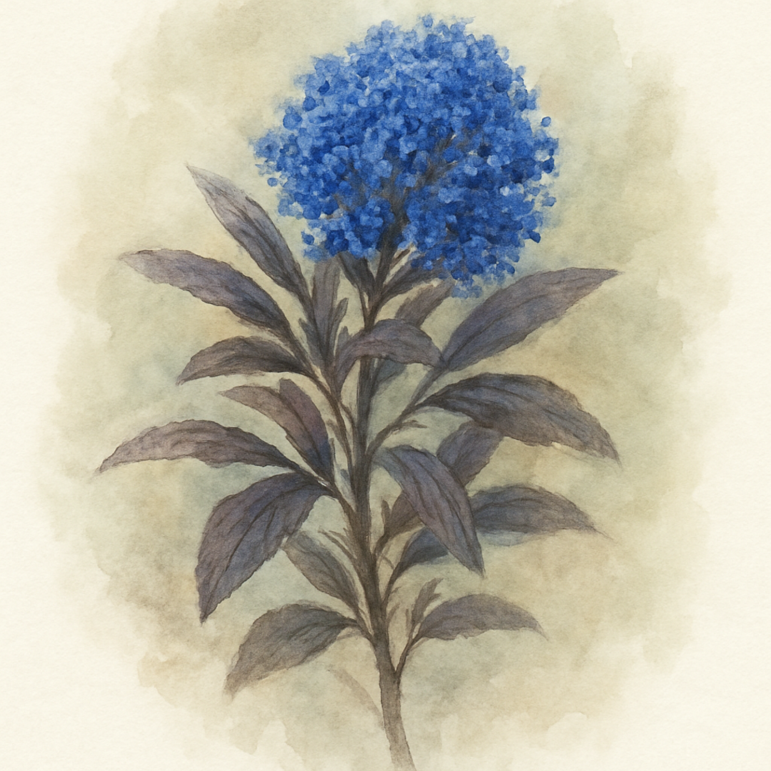 Ceanothus ‘Blue Sapphire’