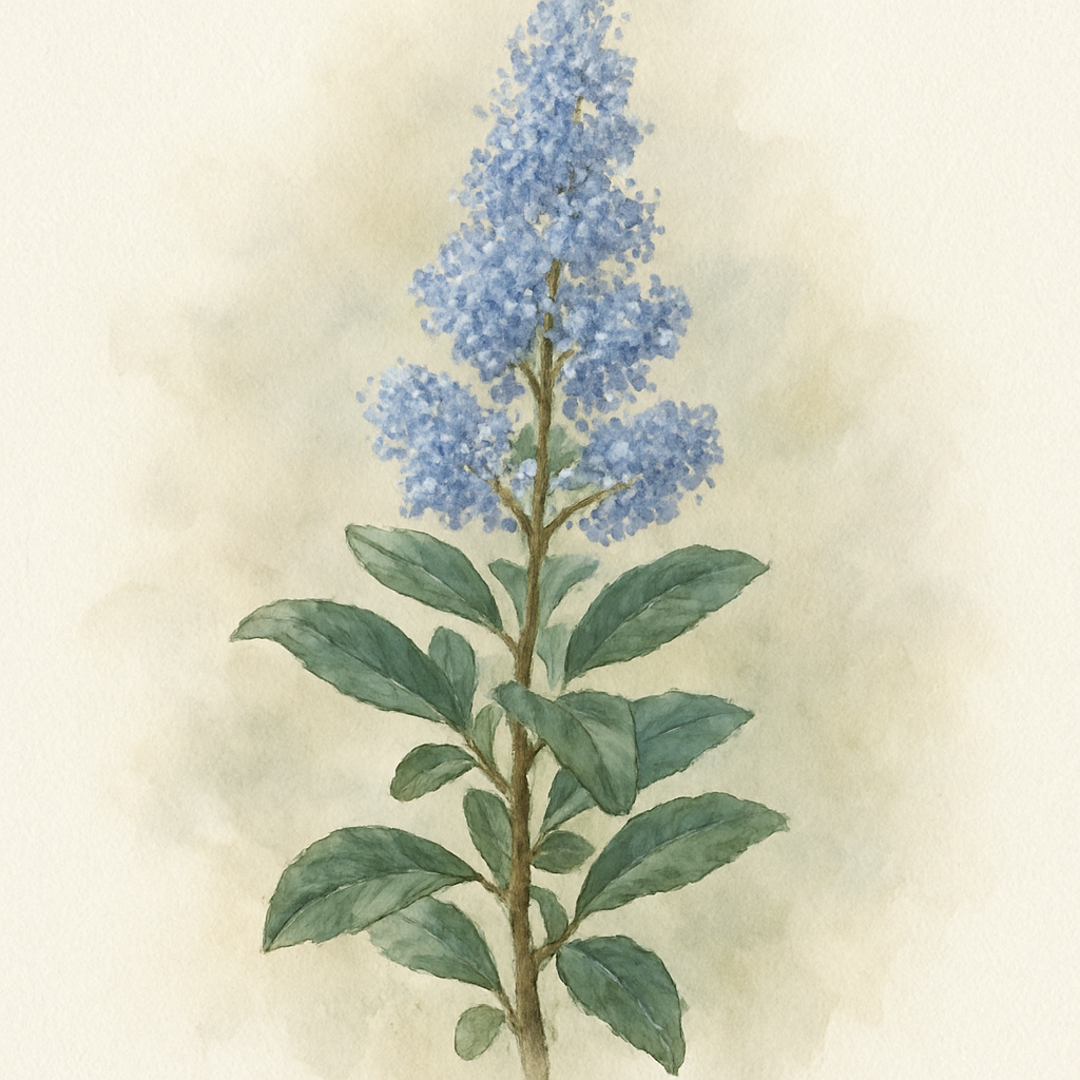 Ceanothus 'Millerton Point'