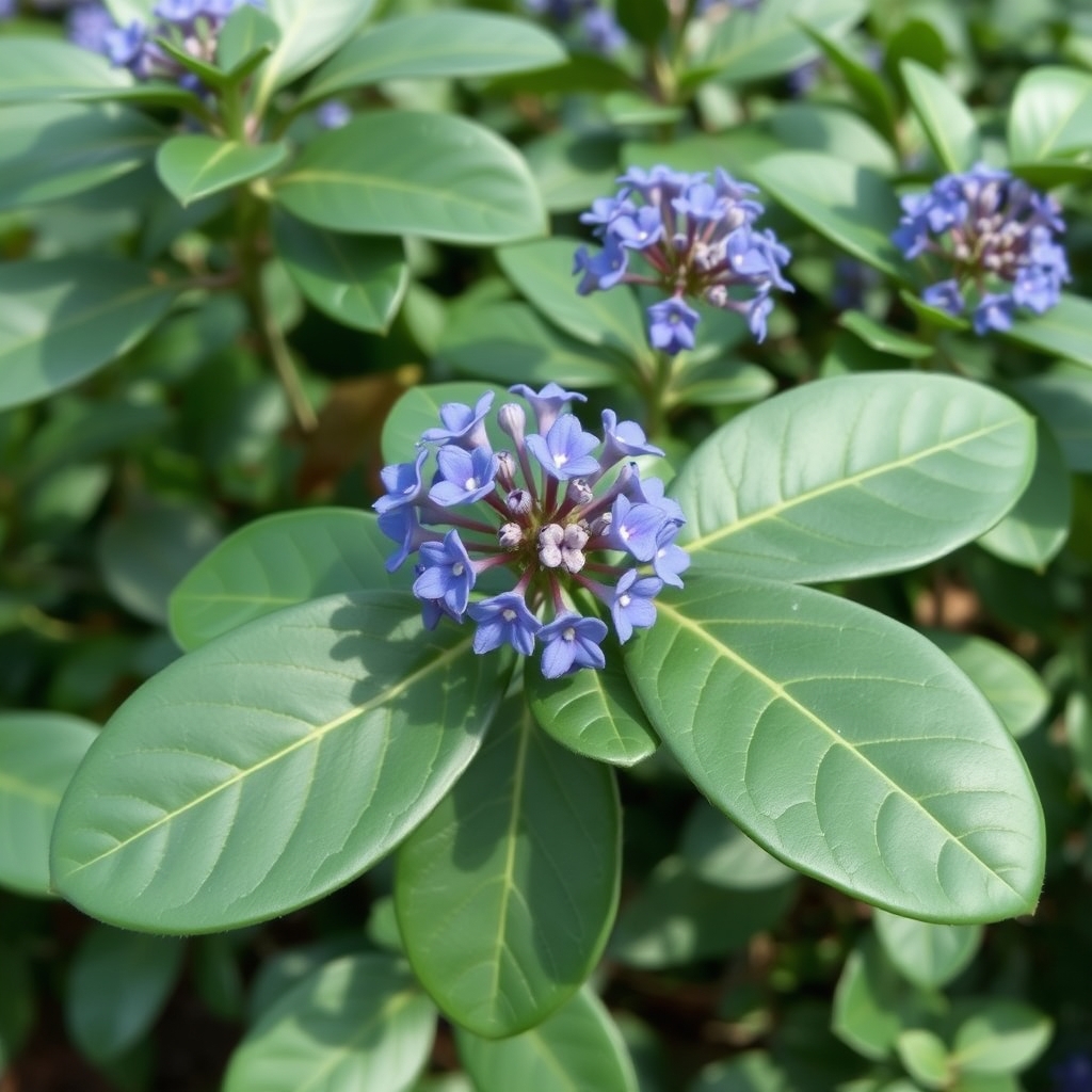 Ceanothus arboreus ‘Trewithen Blue’