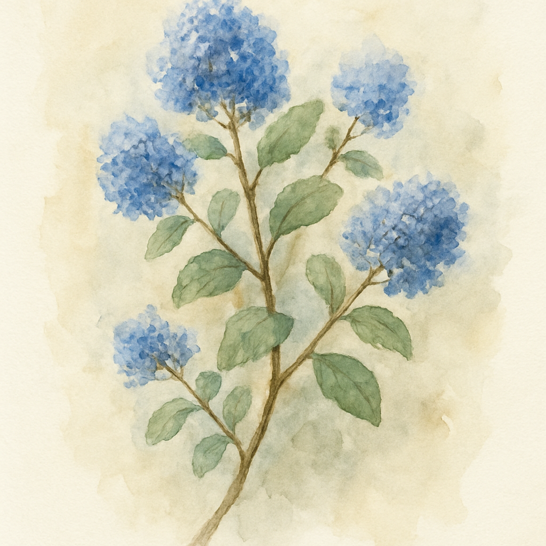 Ceanothus Plant