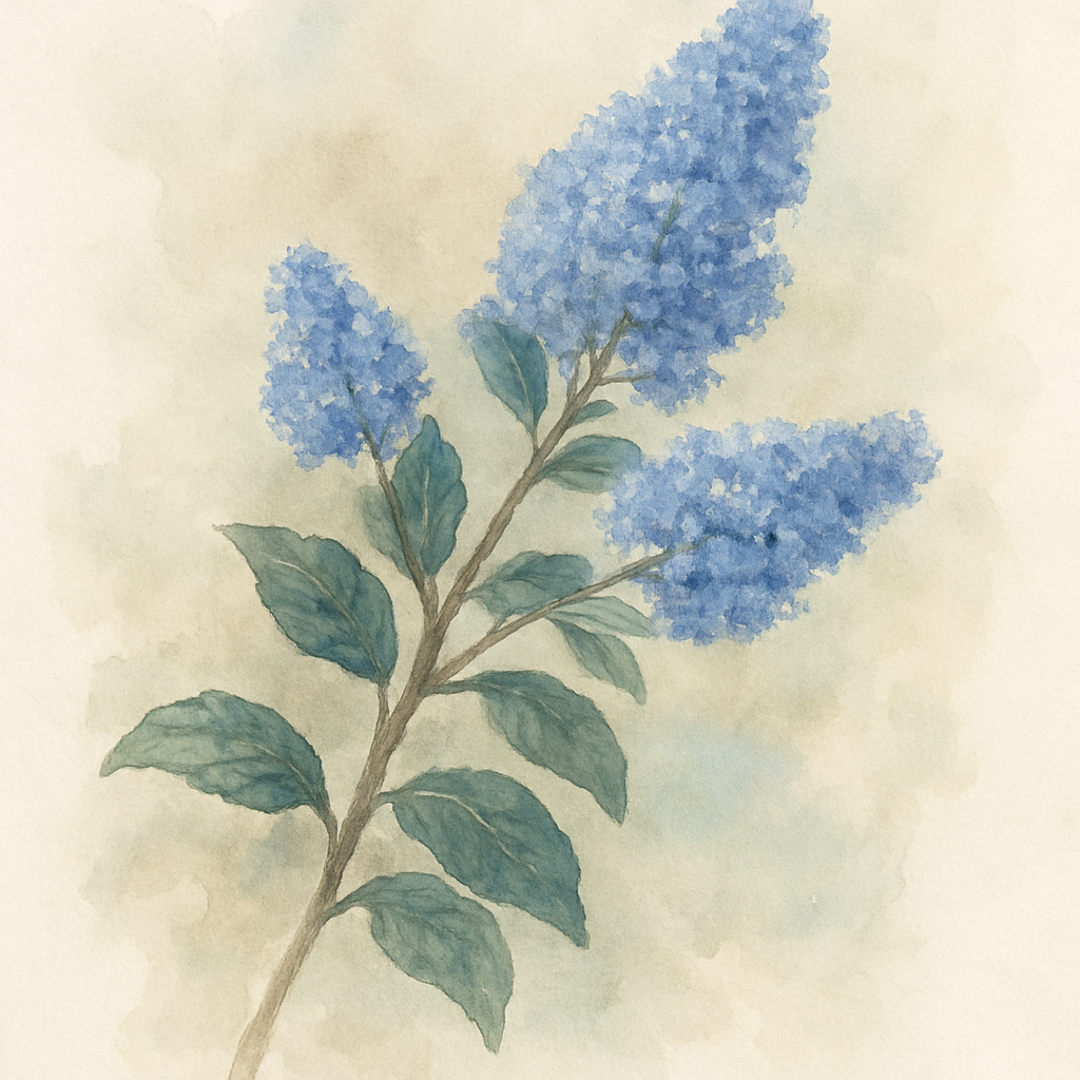 Ceanothus 'Skylark' Californian Lilac