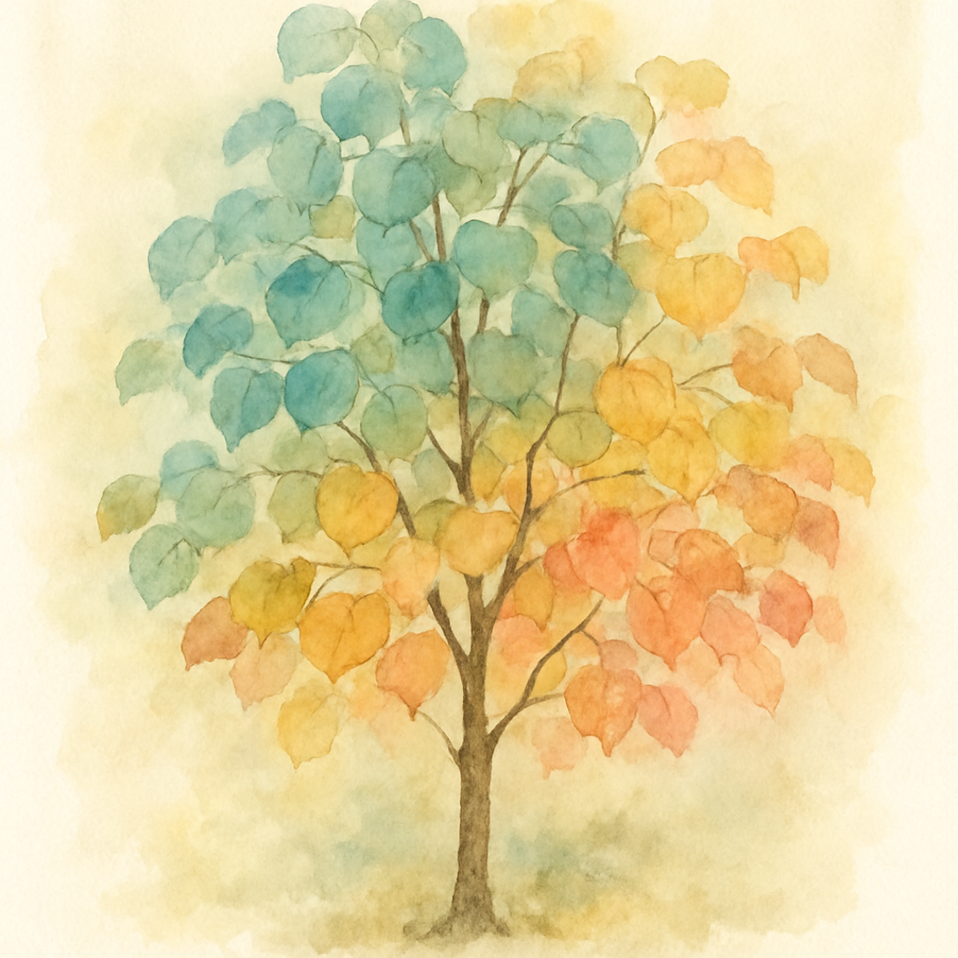 Cercidiphyllum japonicum
