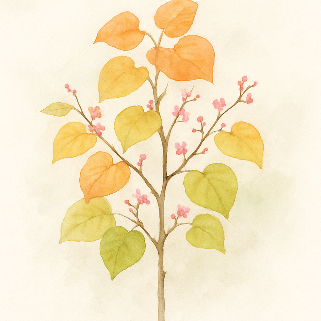 Cercis canadensis The Rising Sun