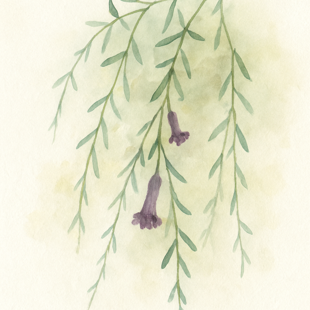 Ceropegia linearis