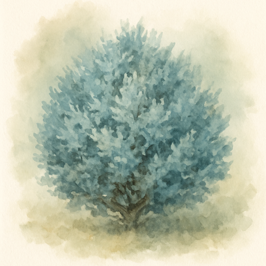 Chamaecyparis lawsoniana Minima Glauca Dwarf Lawson Cypress Minima Glauca