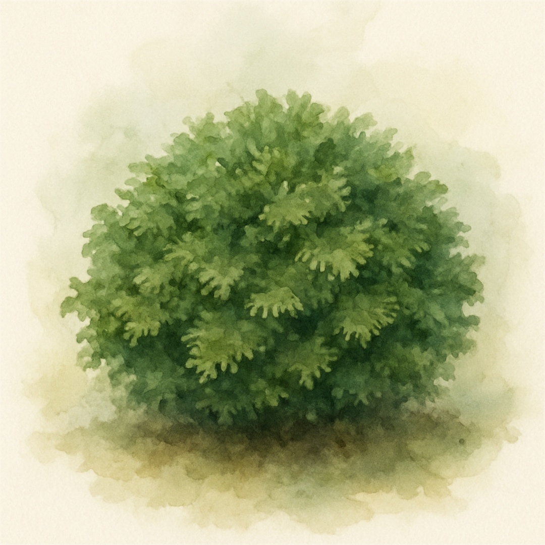 Chamaecyparis obtusa ‘Gitte’