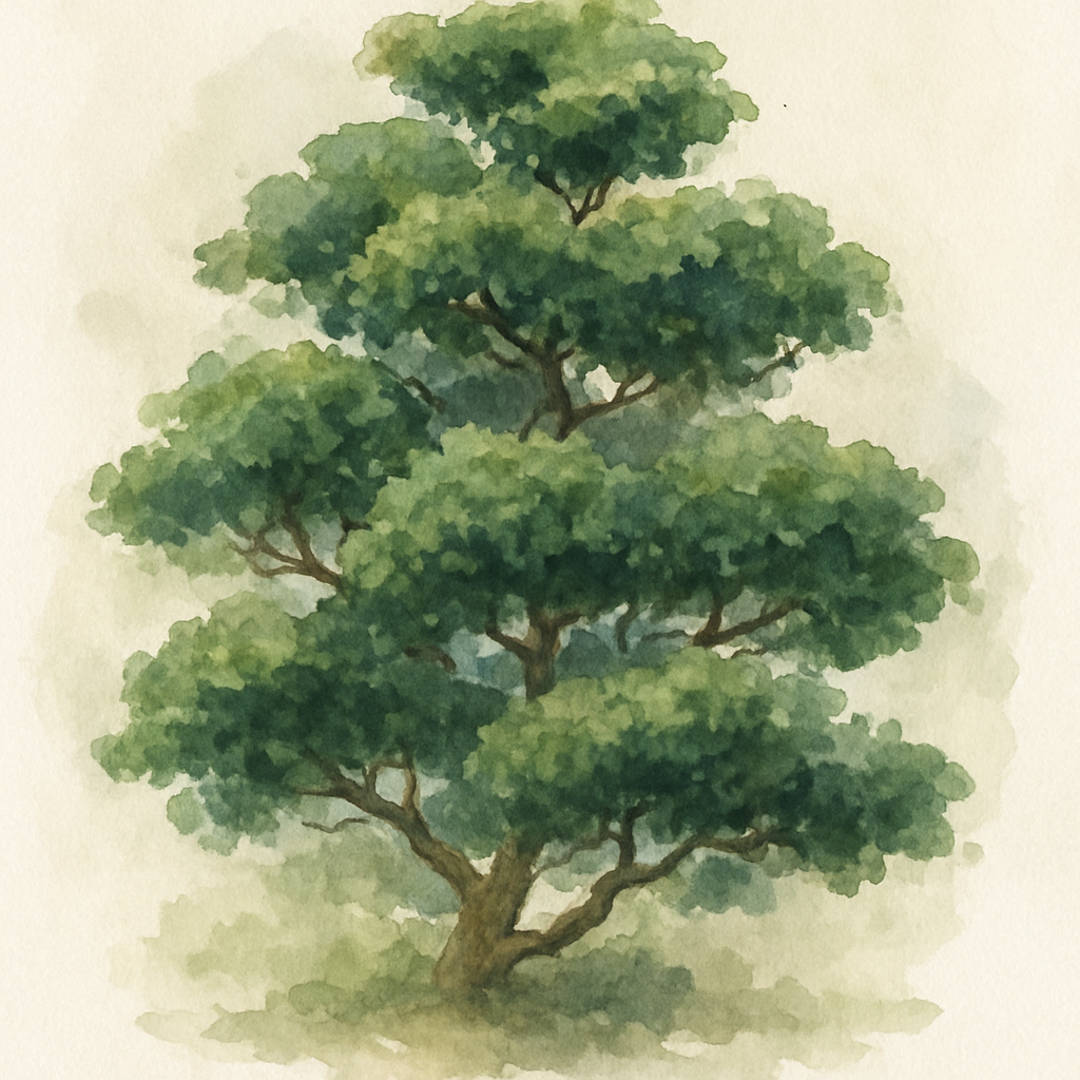 Chamaecyparis obtusa ‘Nana Gracilis’