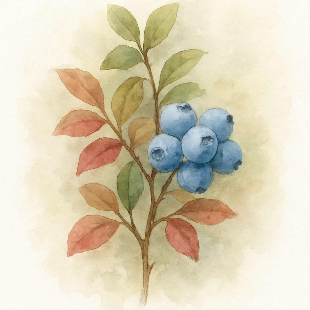 Chandler Blueberry Plants