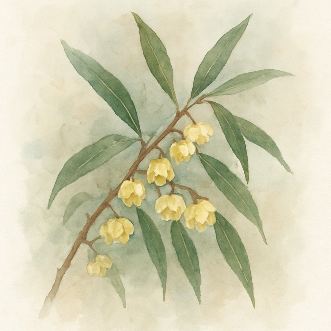 Chimonanthus salicifolius - Willow-leaved wintersweet
