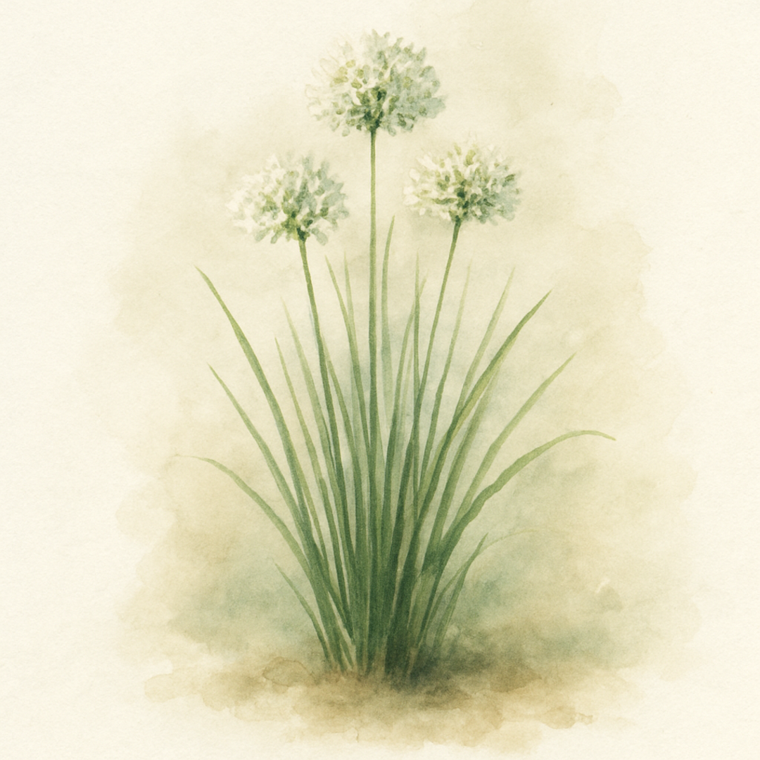 Chives - white