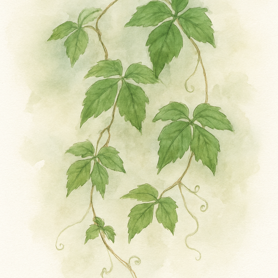 Cissus rhombifolia