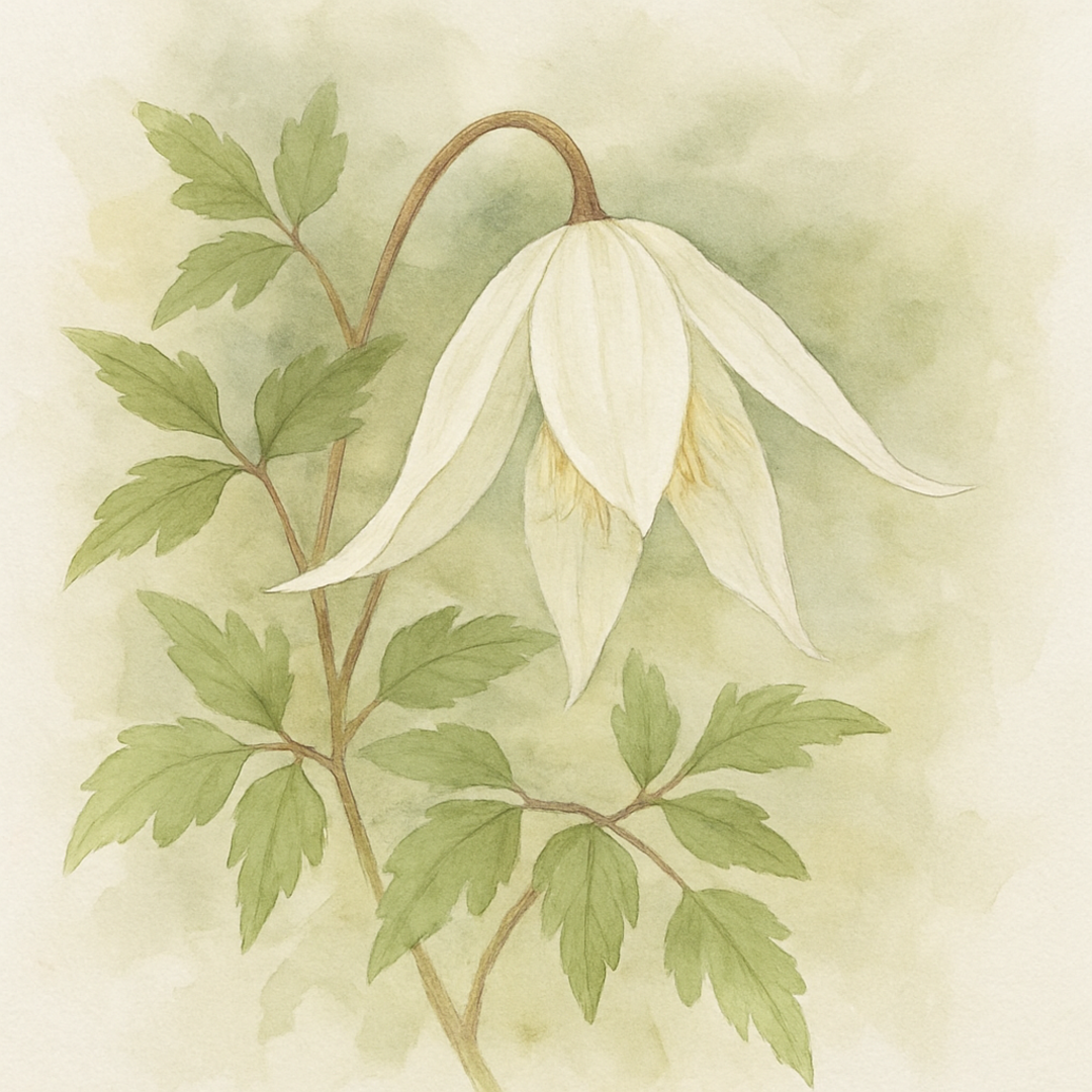 Clematis alpina ‘Mary Whistler’