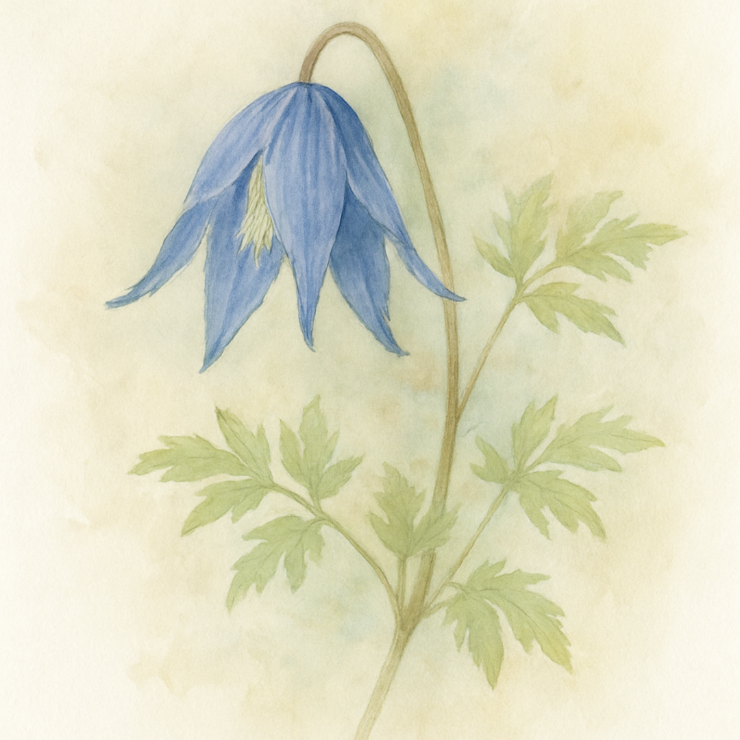 Clematis Frances Rivis