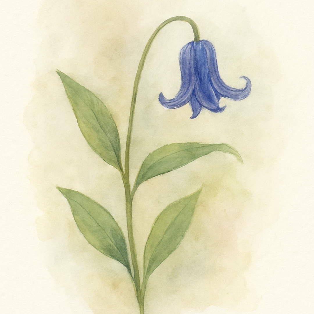 Clematis integrifolia