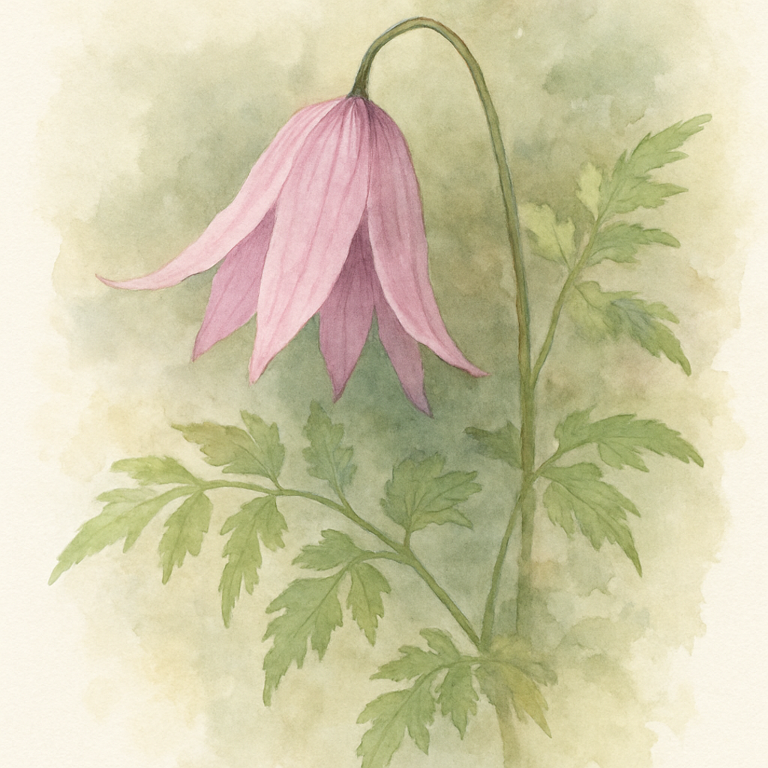 Clematis Markham's Pink