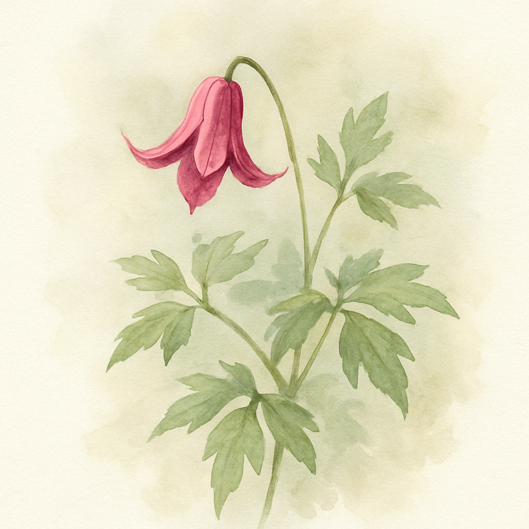 Clematis Princess Diana