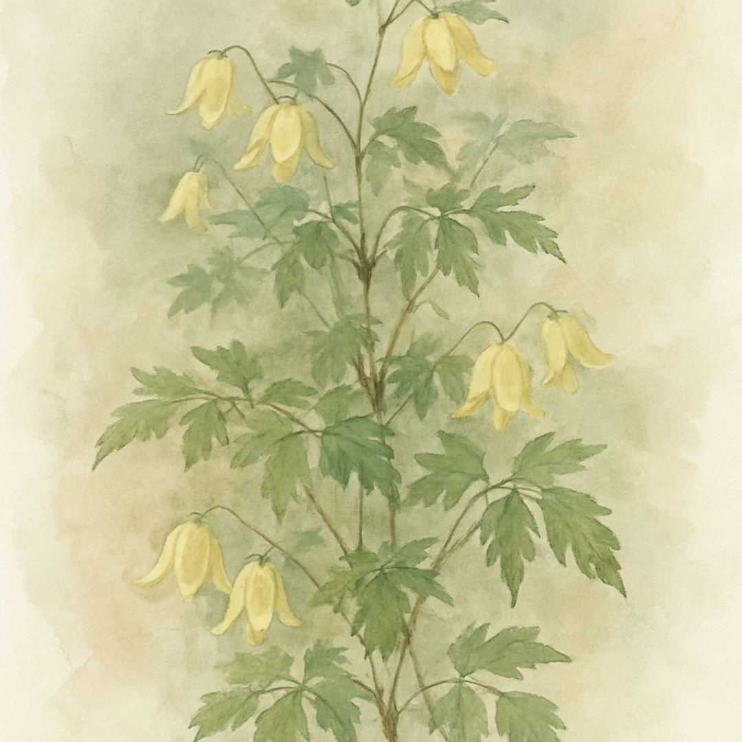 Clematis rehderiana