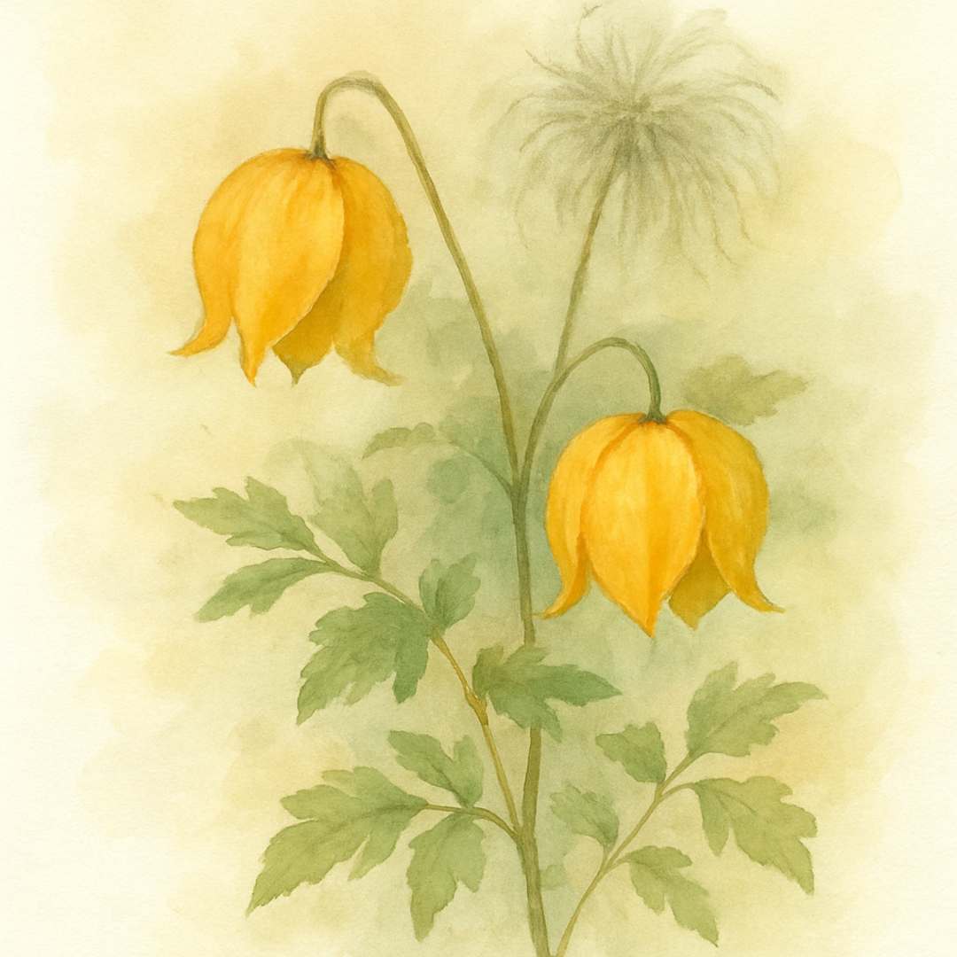 Clematis tangutica Golden Clematis