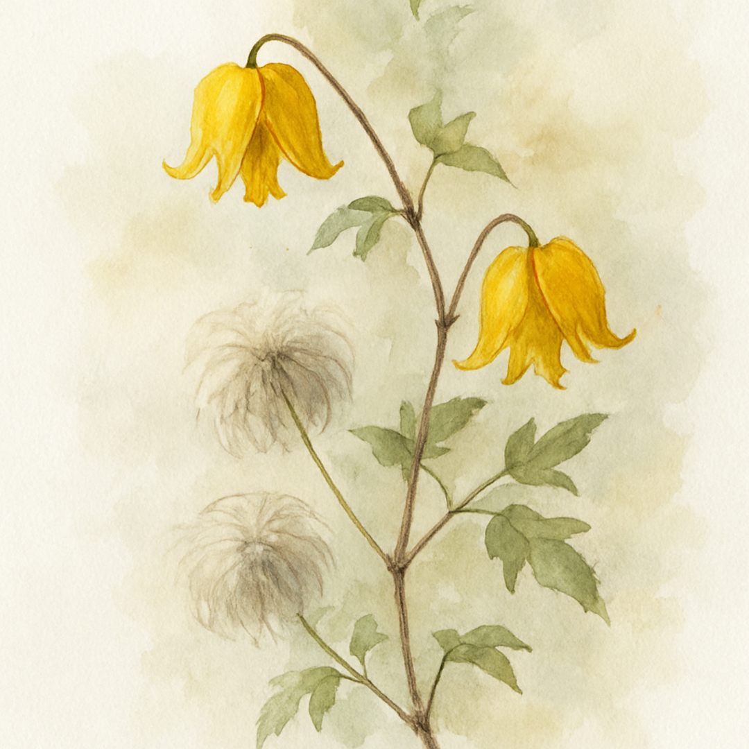 Clematis tangutica