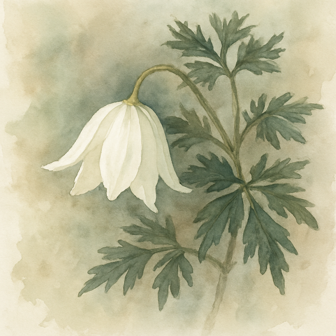 Clematis