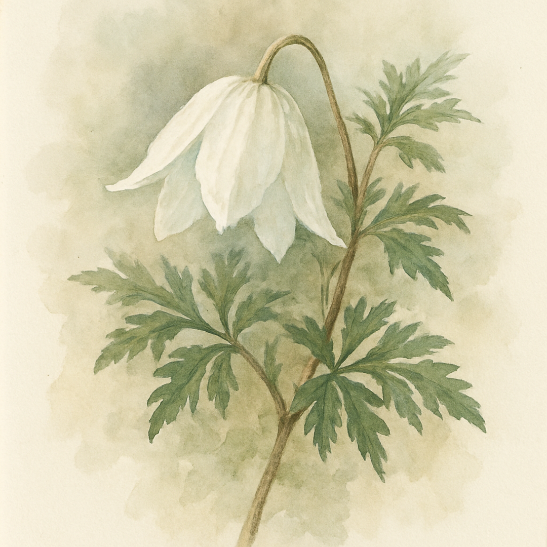 Clematis Winter Beauty