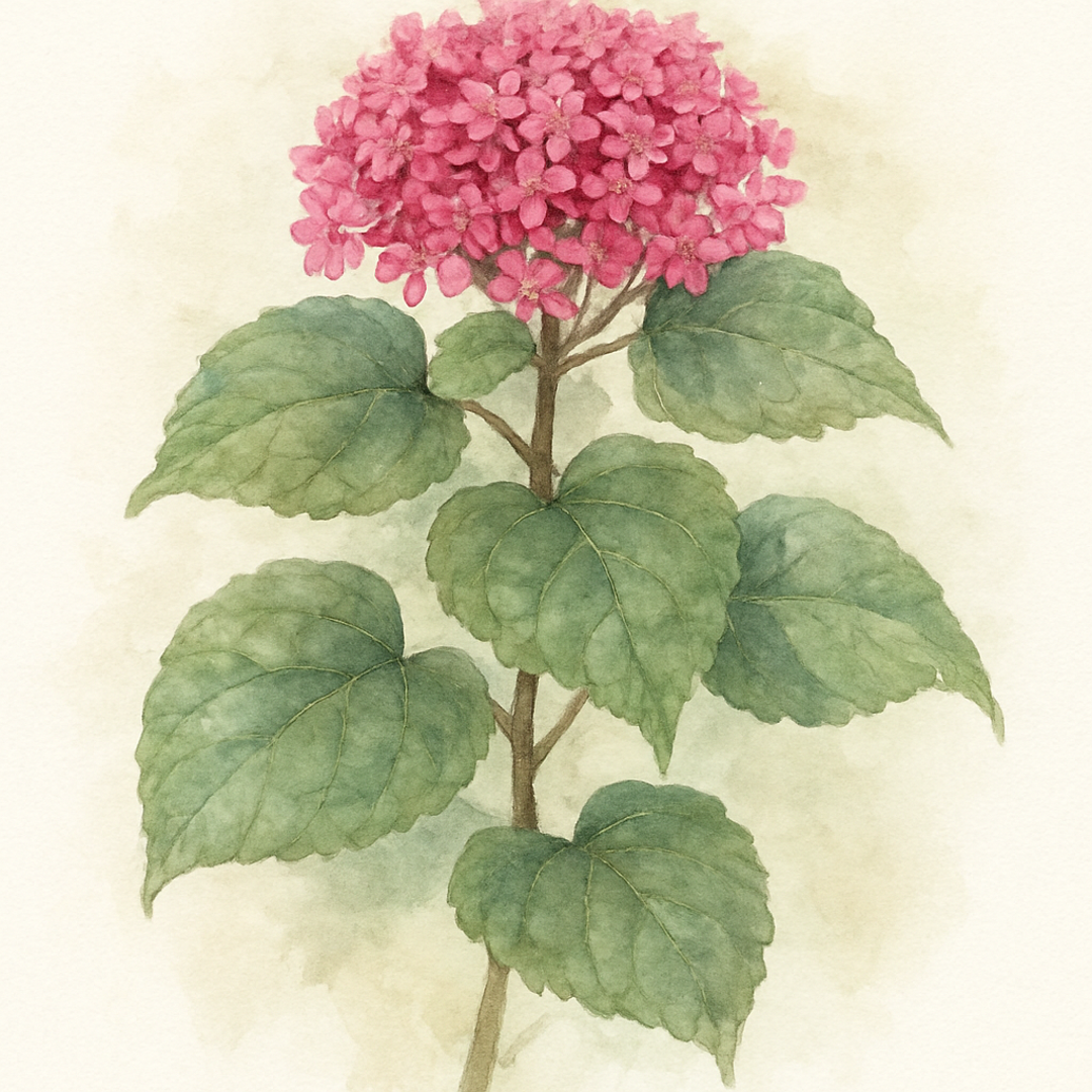 Clerodendrum bungei