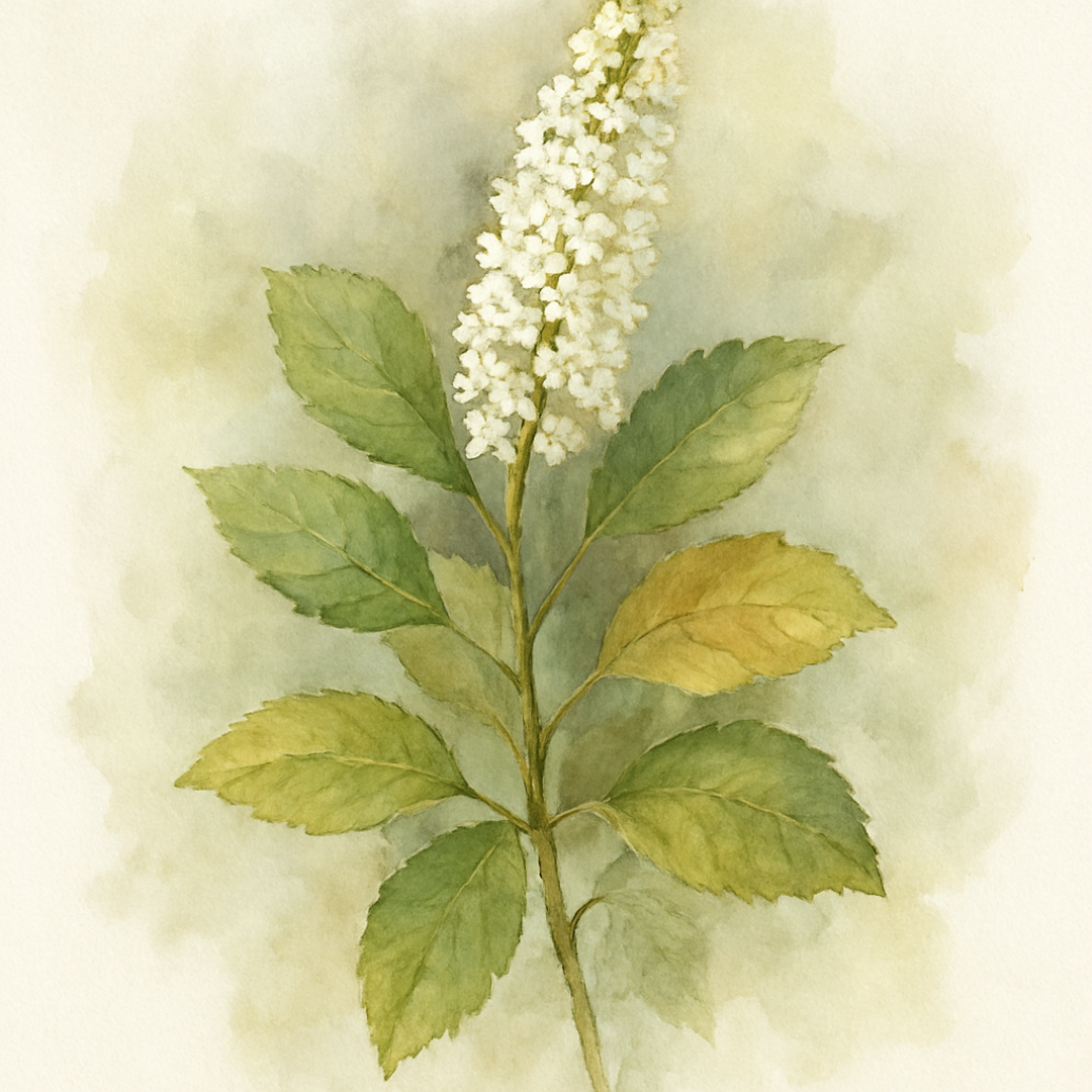 Clethra alnifolia Hummingbird