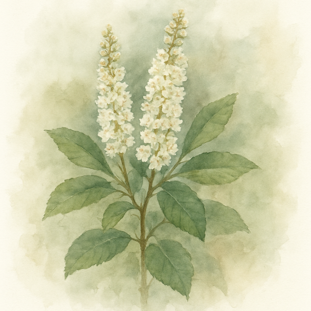 Clethra alnifolia
