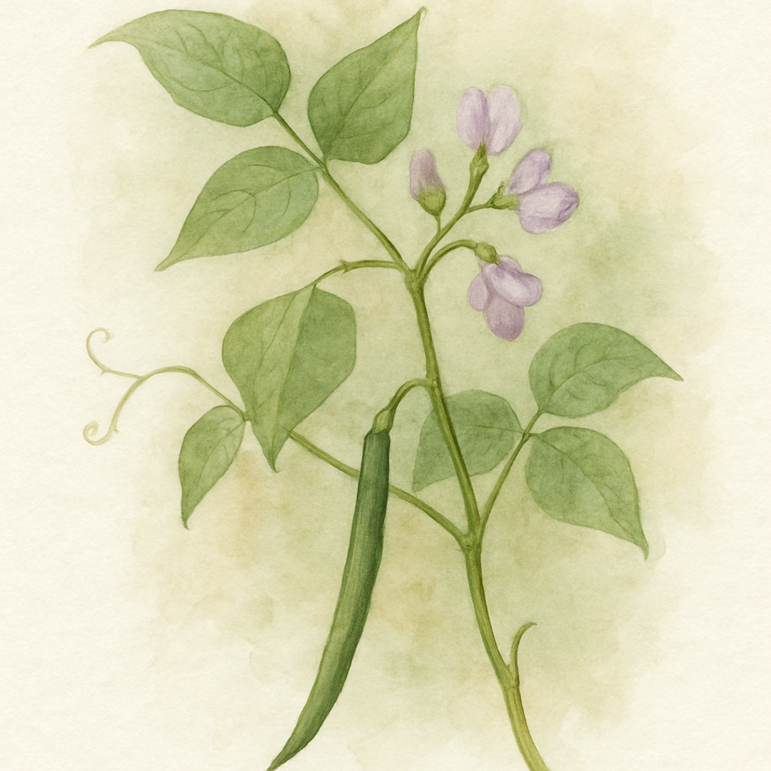 Climbing French Bean Cobra