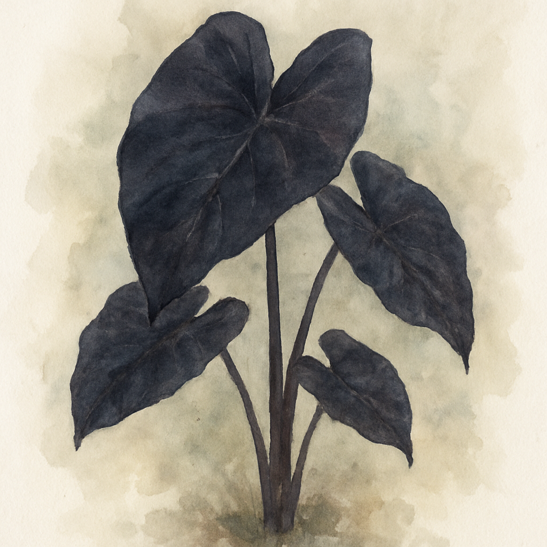 Colocasia esculenta ‘Black Magic’