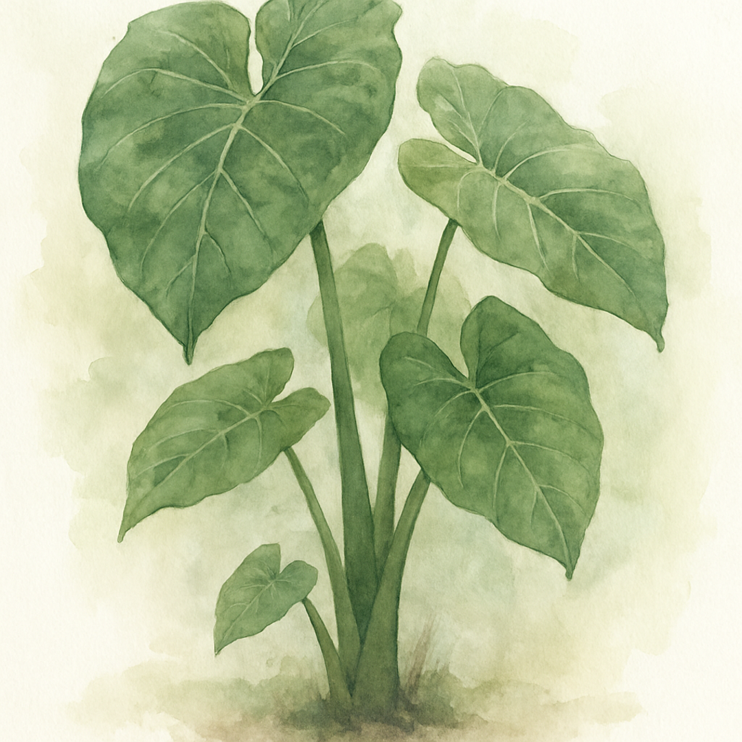 Colocasia esculenta ‘Jacks Giant’