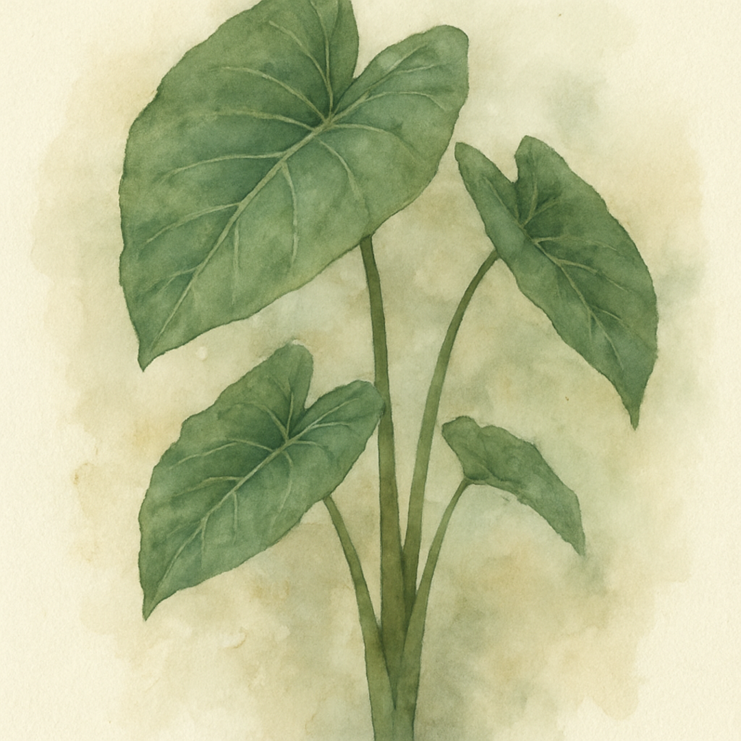 Colocasia esculenta
