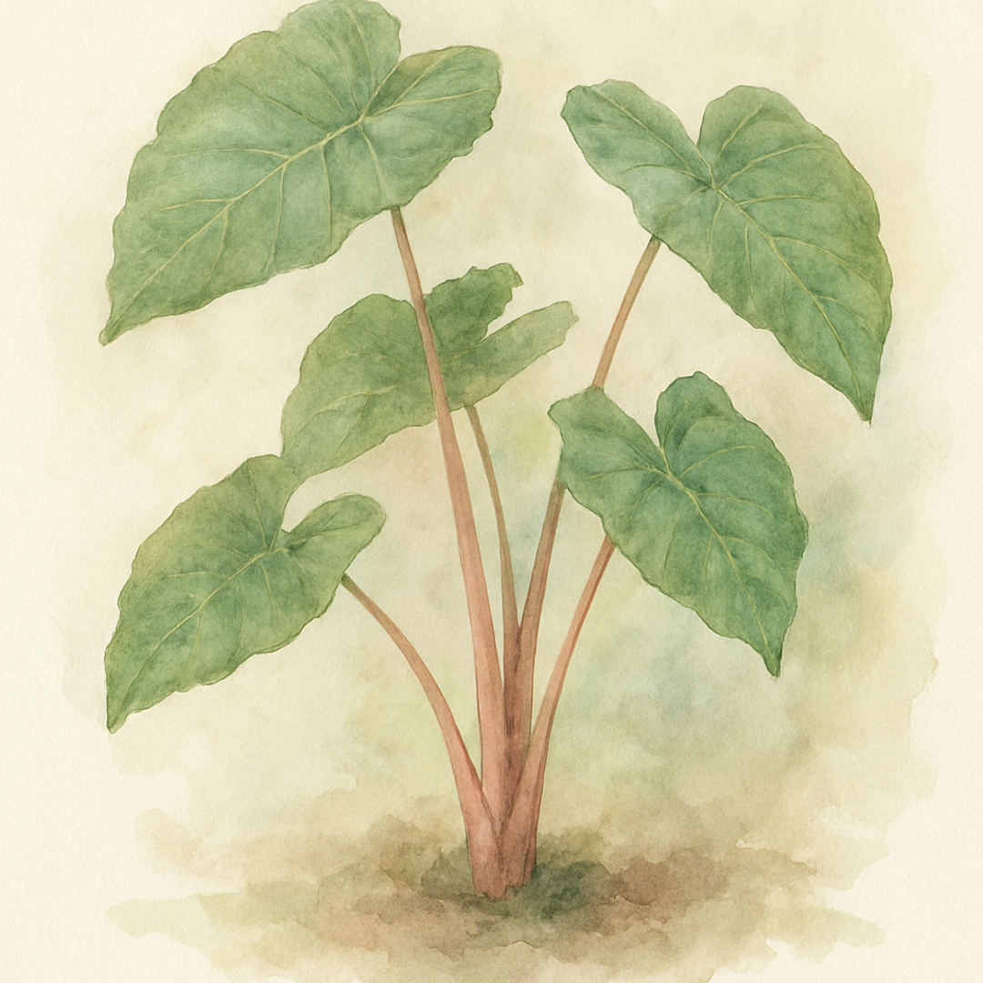 Colocasia ‘Pink China’