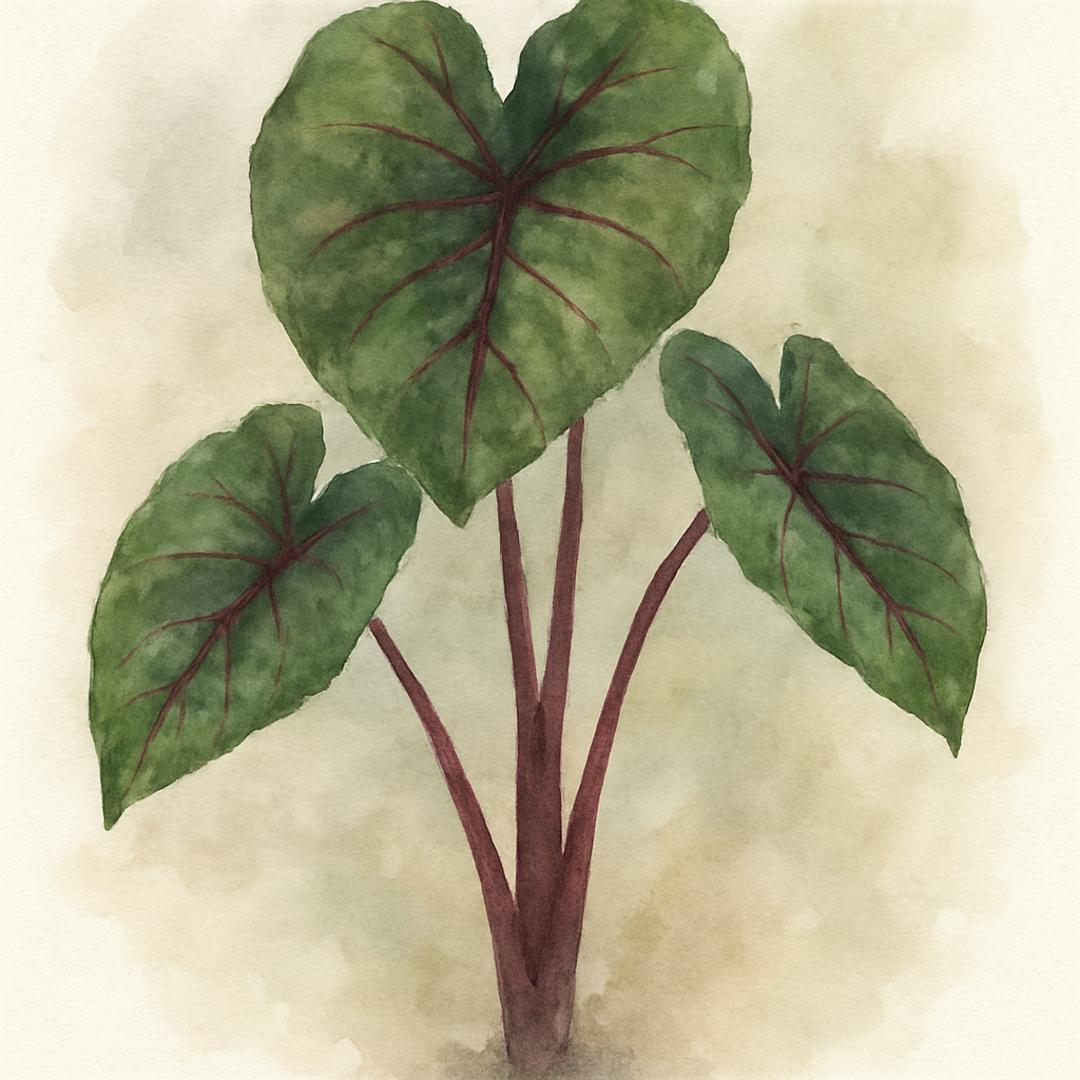 Colocasia ‘Sangria’