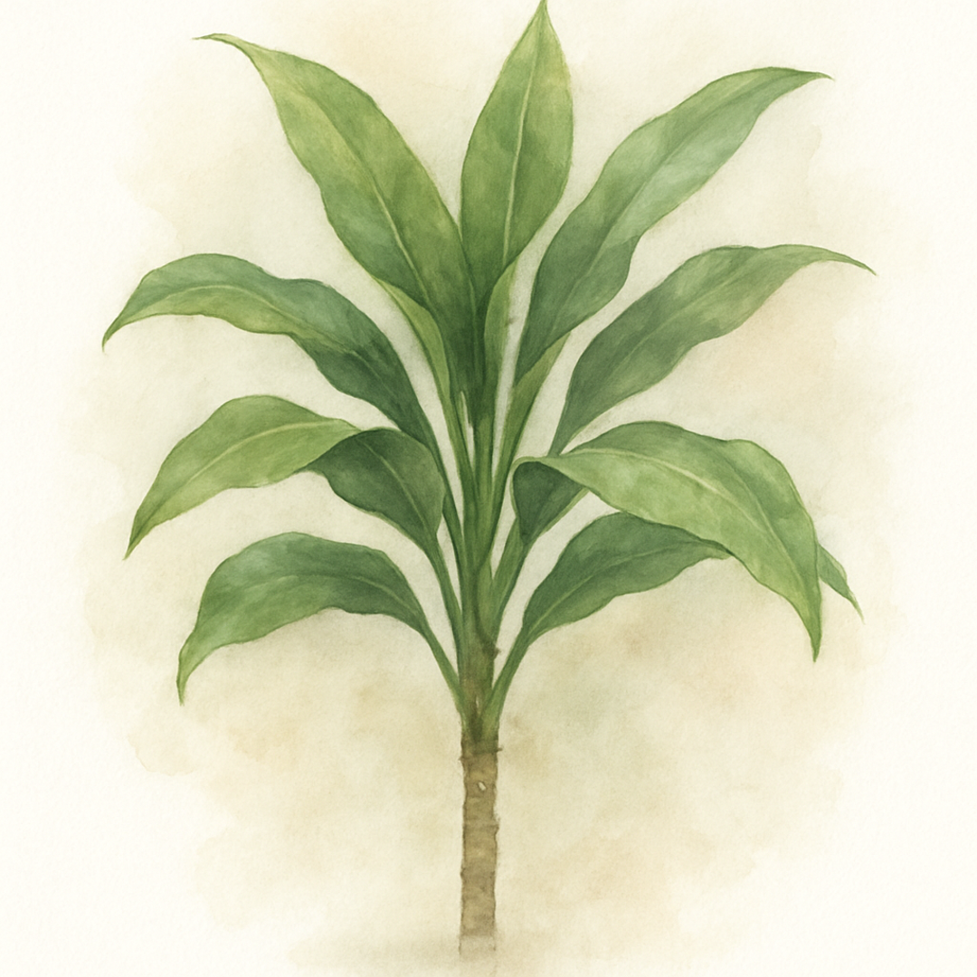Cordyline fruticosa Glauca Green Ti Plant