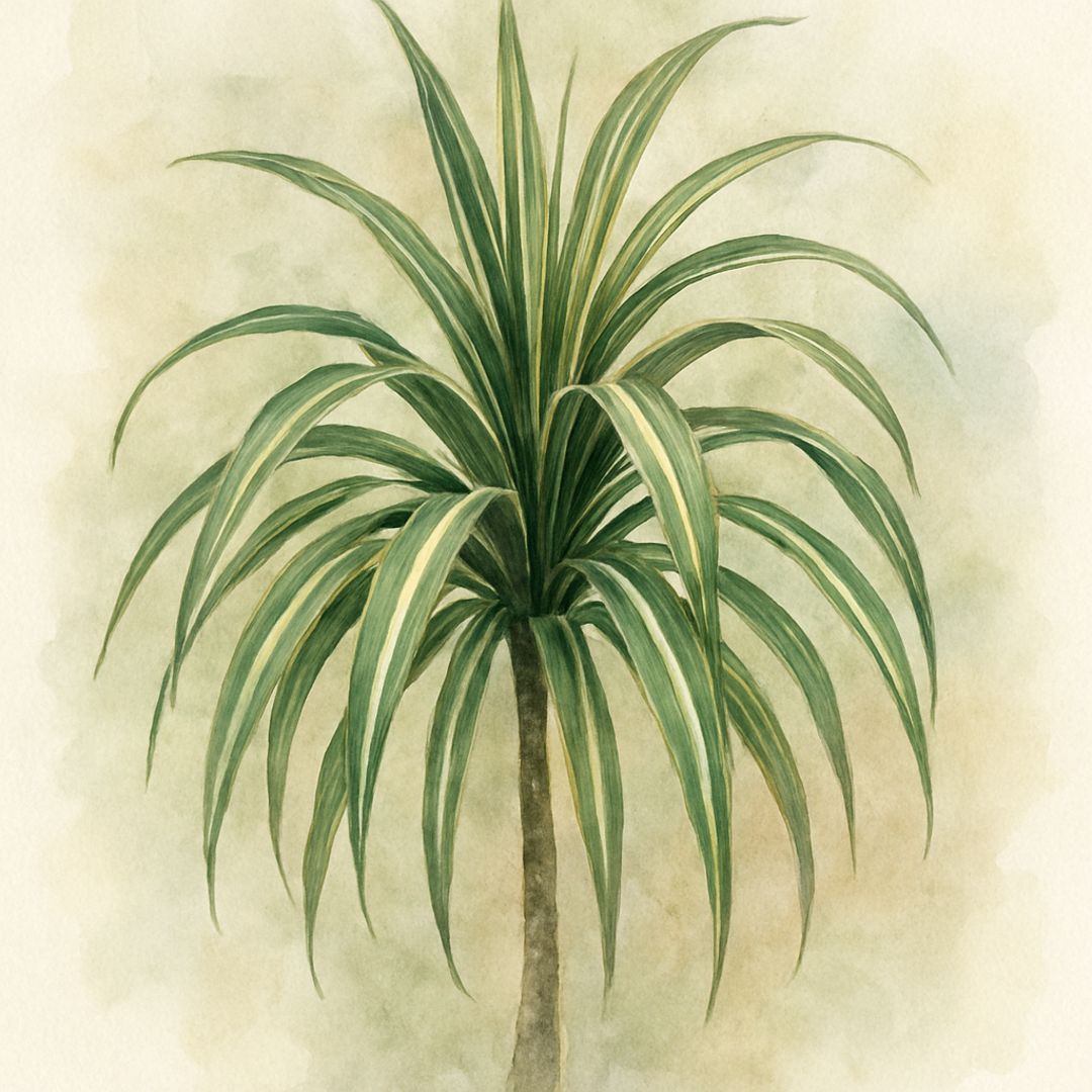 Cordyline Torbay Dazzler (Cabbage Palm)