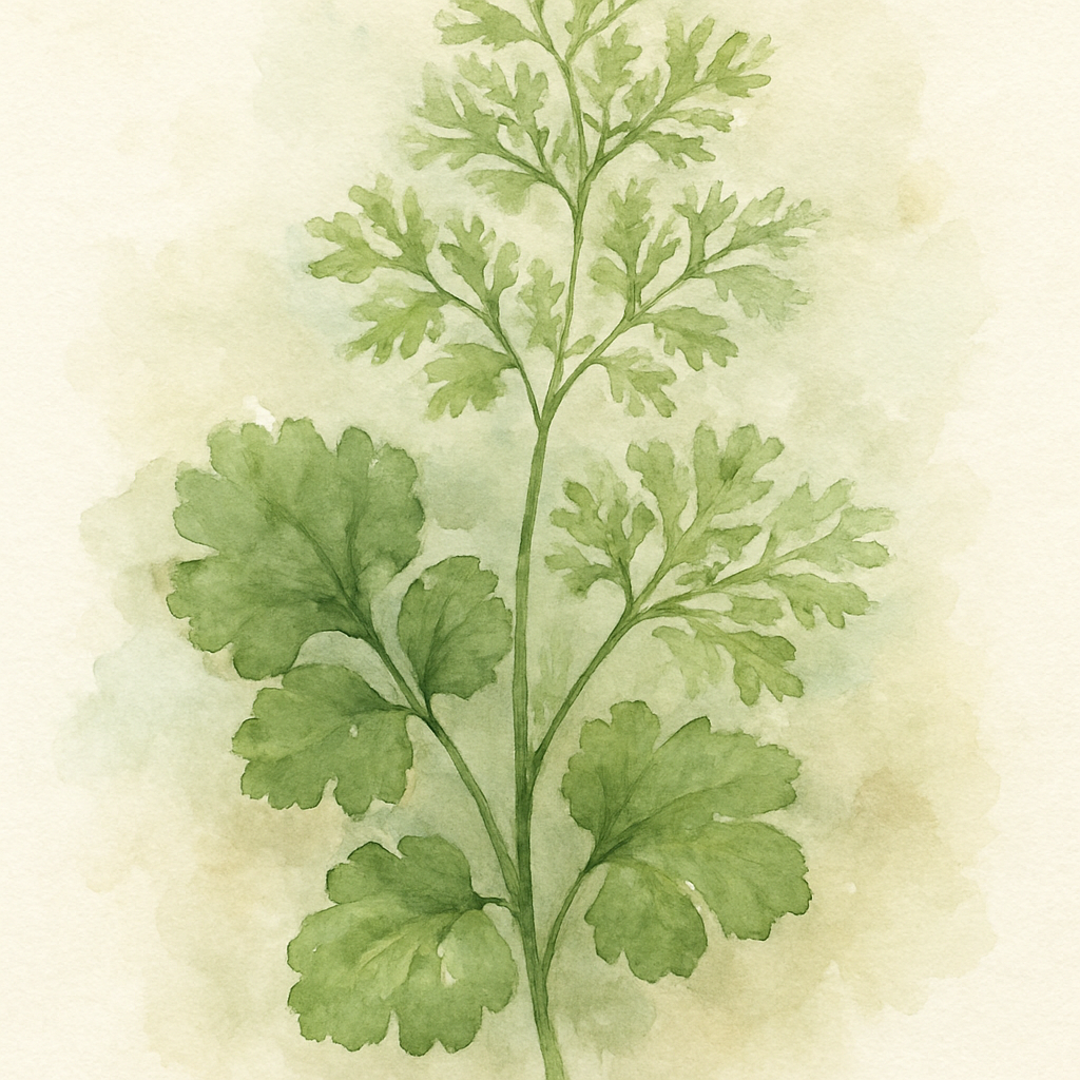 Coriander Leisure