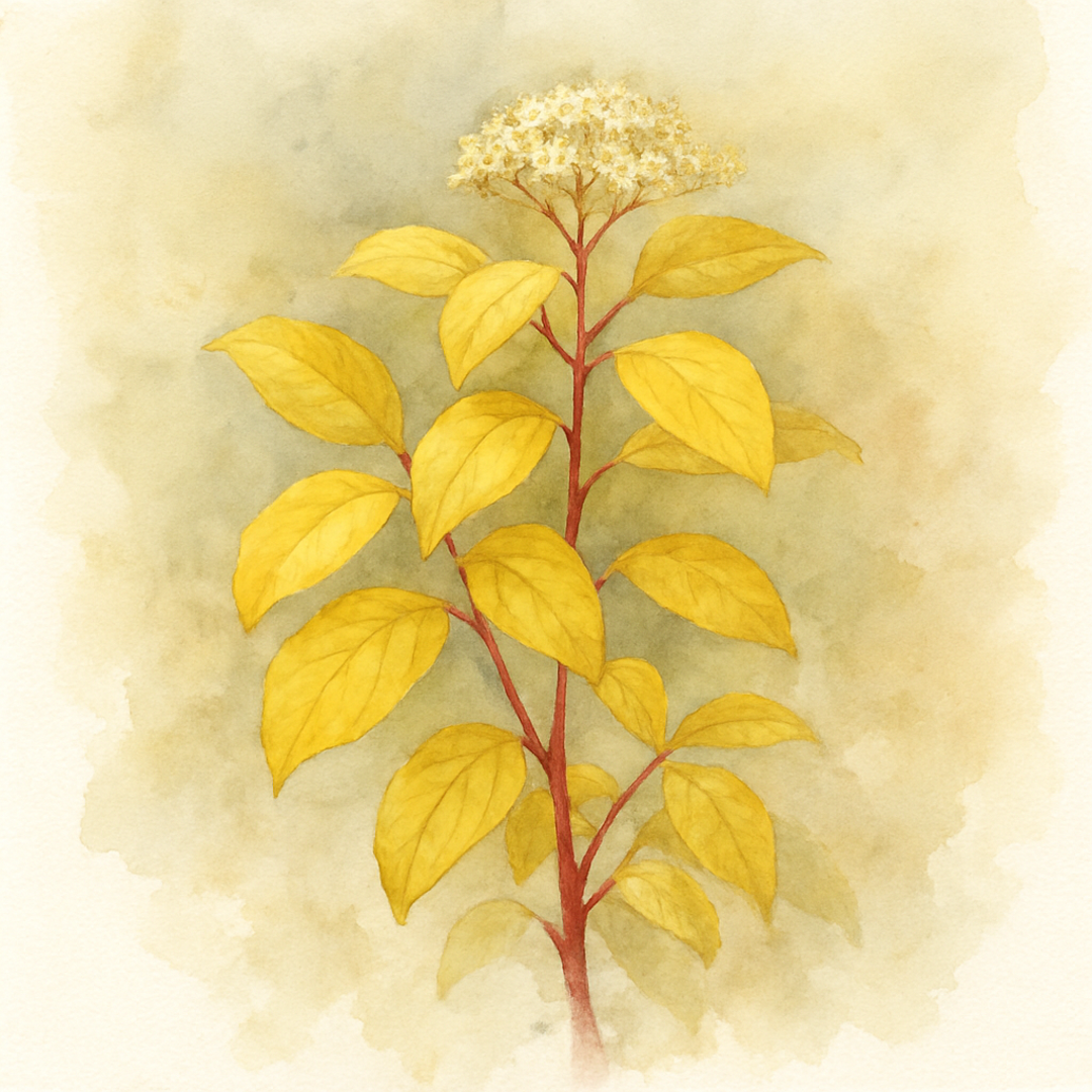 Cornus Aurea