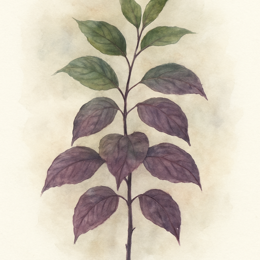 Cornus alba 'Nightfall' Shrub
