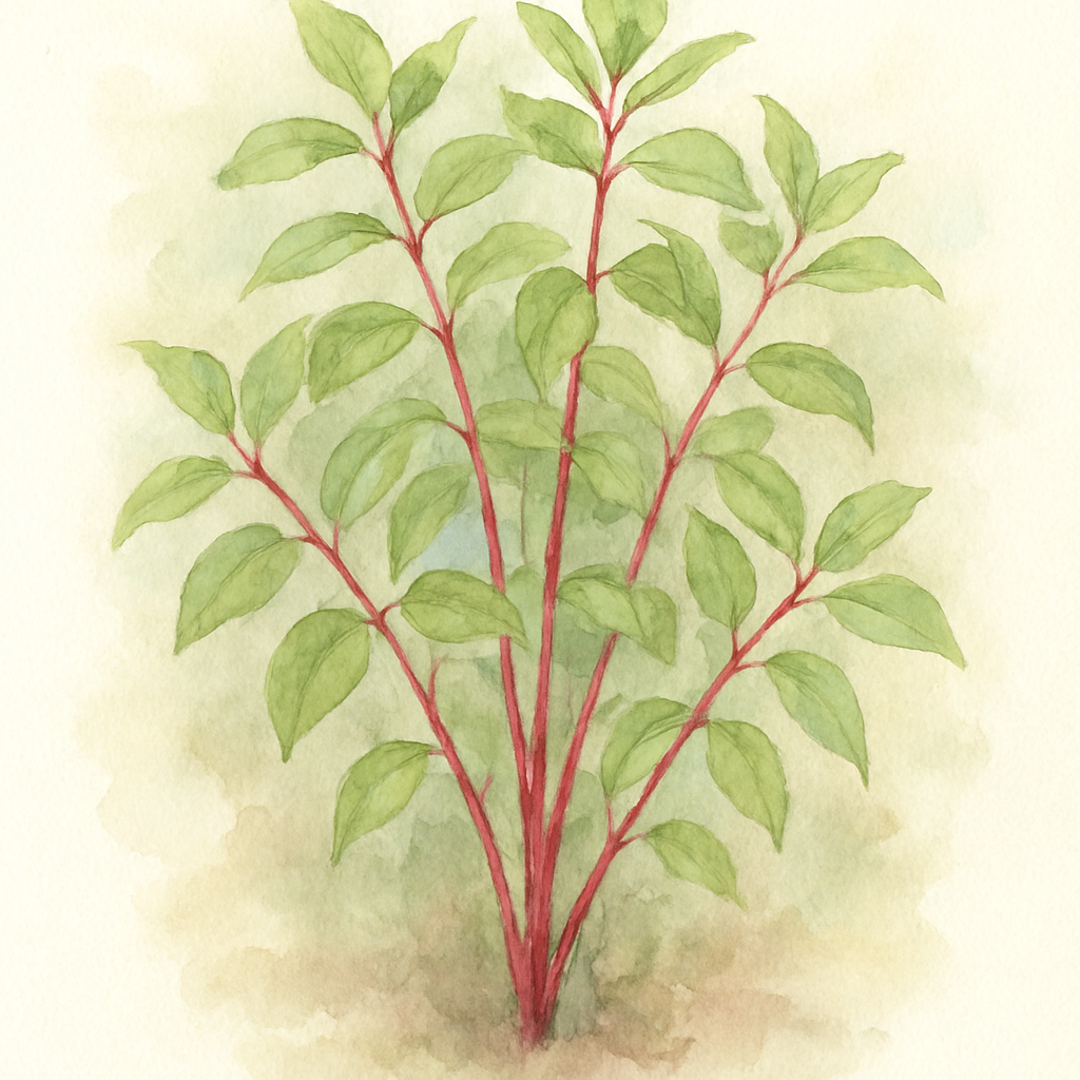 Cornus 'Baton Rouge'