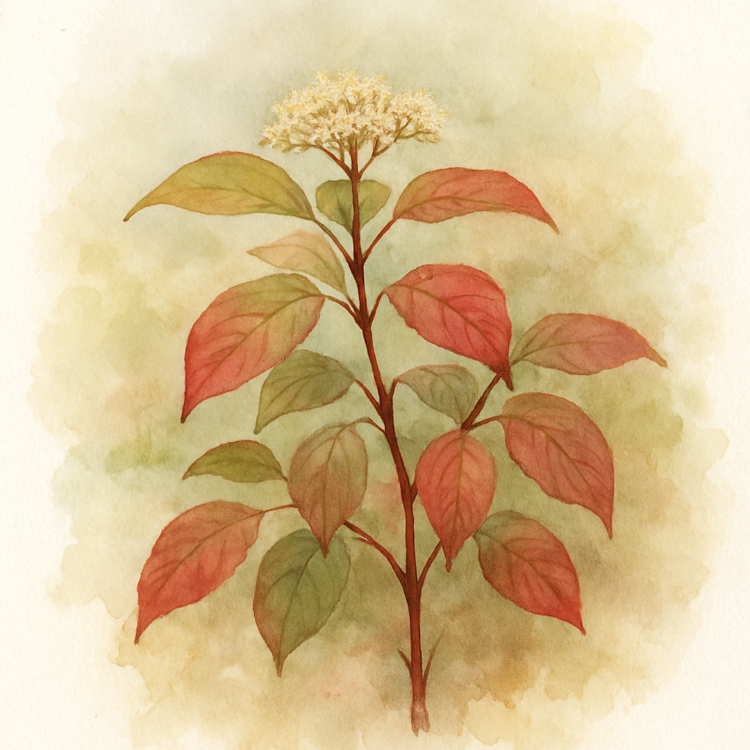 Cornus sanguinea