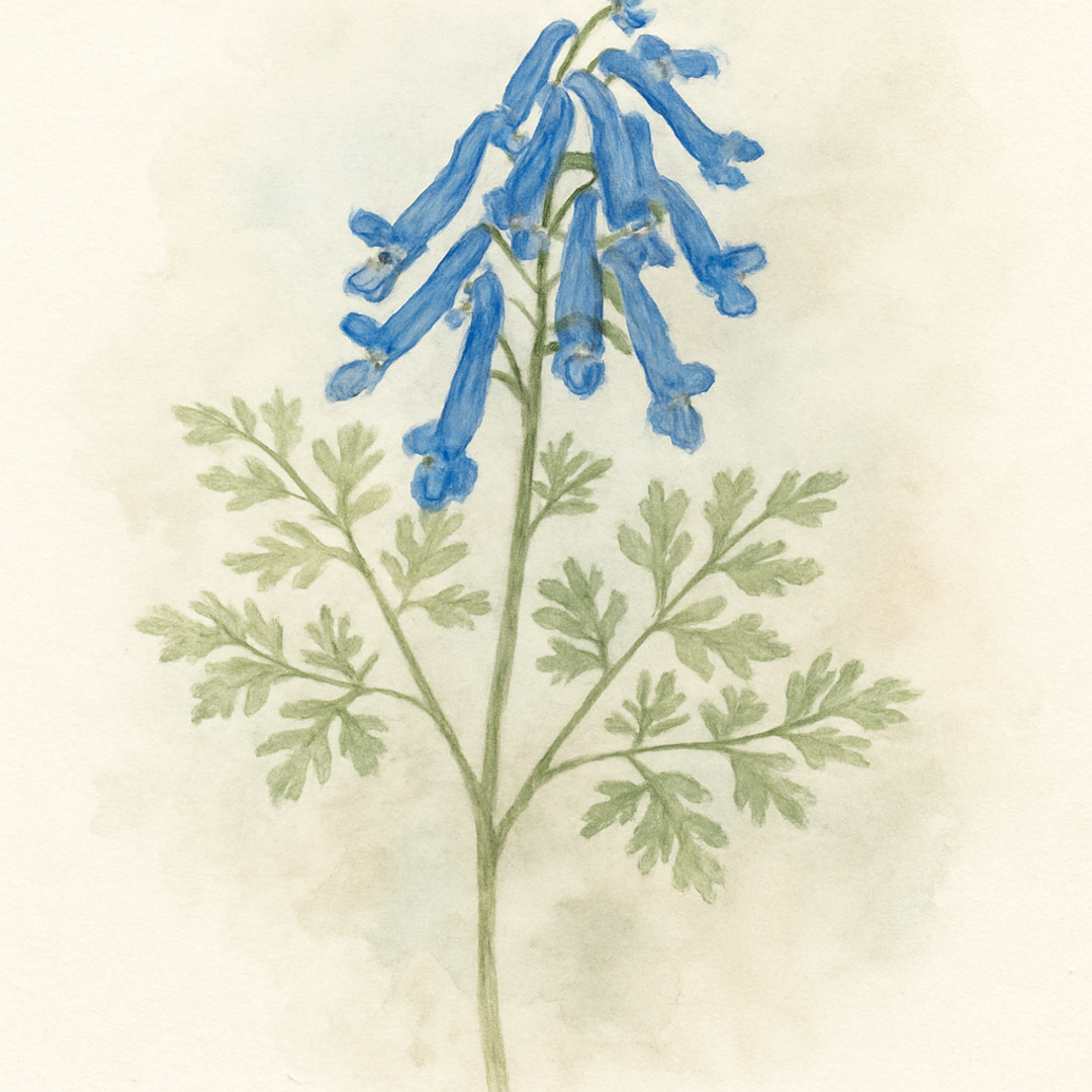 Corydalis flexuosa
