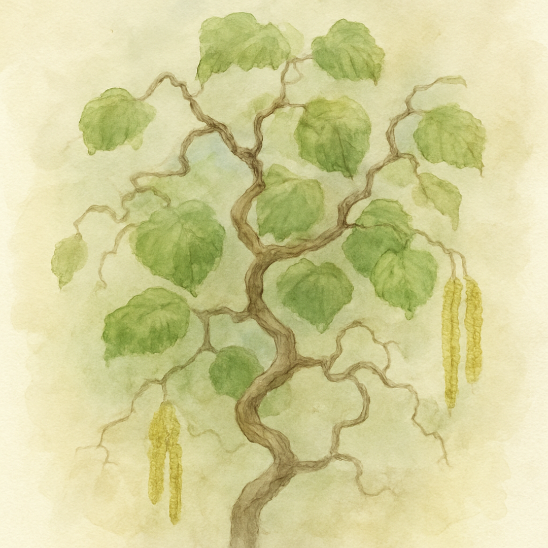 Corylus avellana 'Medusa' JWW9
