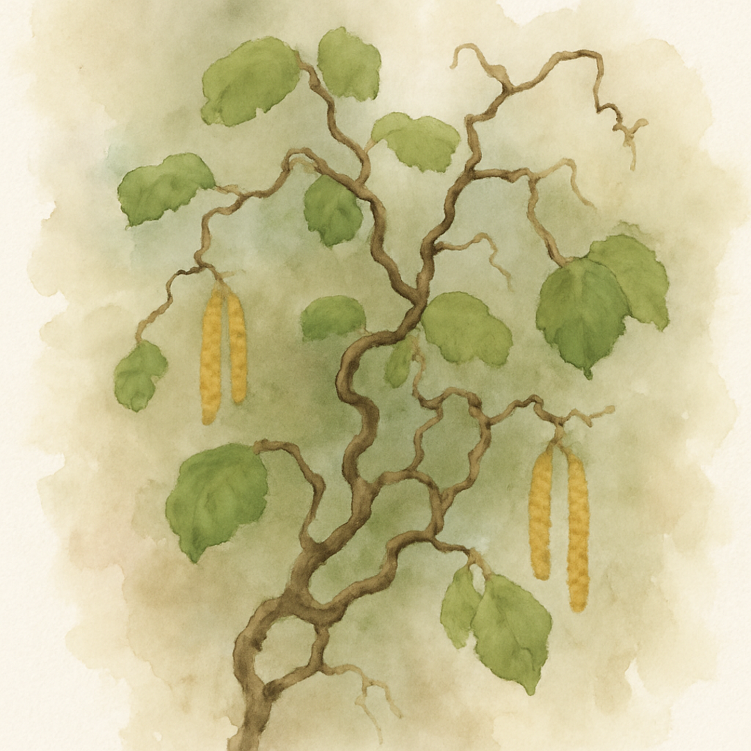 Corkscrew Hazel