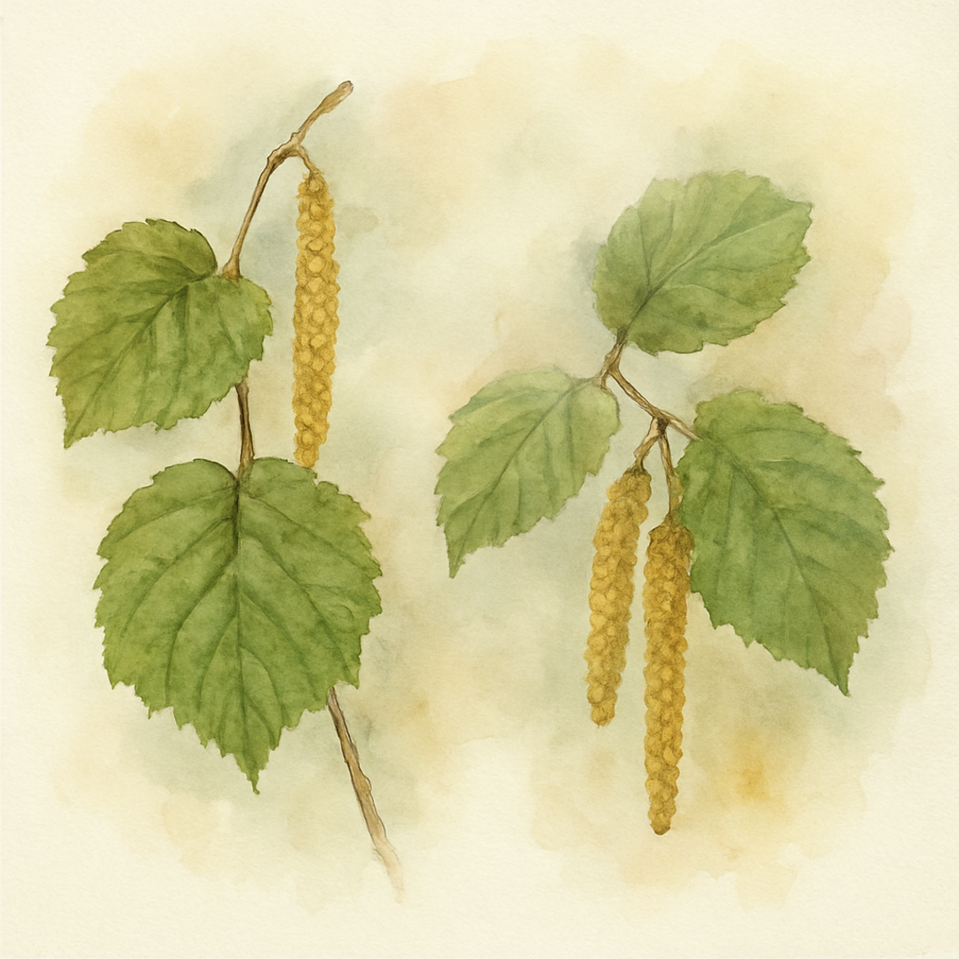 Corylus avellana 'Fertile de Coutard' + 'Tonda Giffoni' Cobnut Hazel