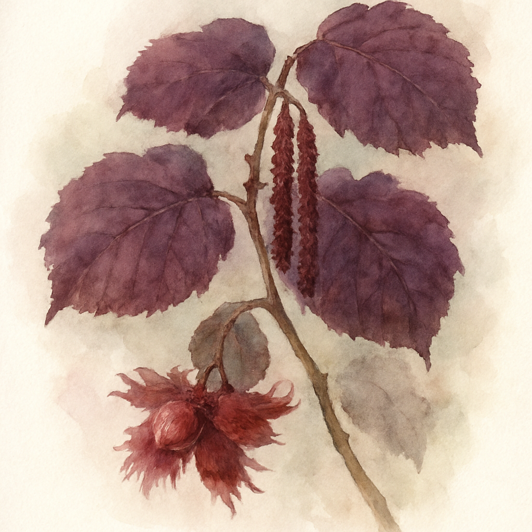 Corylus avellana 'Red Ghost'