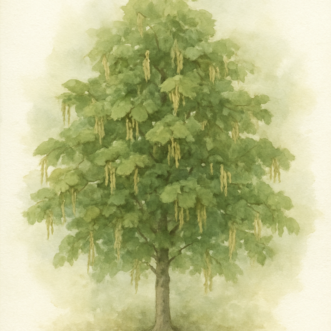 Corylus colurna